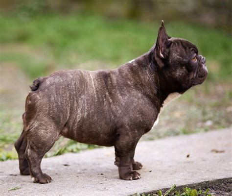 The french bulldog is a small energetic breed. 'MAGIC', a Chocolate Brindle French Bulldog, male, Short ...