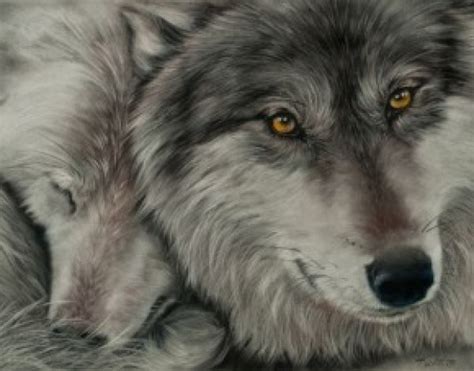 Wolf Portraits Wolf Portrait Portraits Wolf Portraits Wolves Wolf