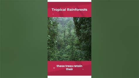 Tropical Rainforests Youtube