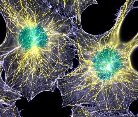 Read more about animal cell, functions and structure of animal. Microtubules Definition and Examples