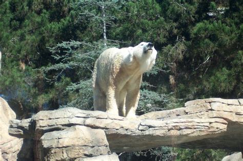 Polar Bear San Diego Zoo