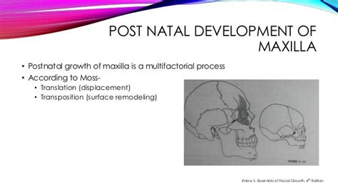 Growth And Development Of Maxilla
