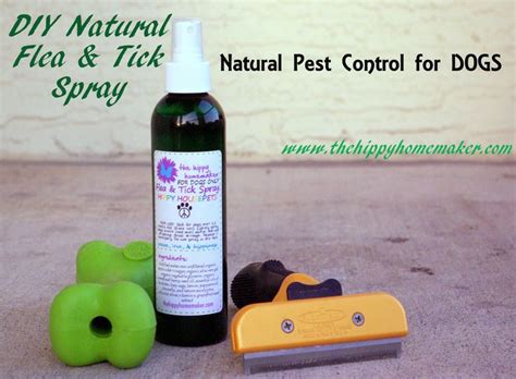 Diy Natural Flea And Tick Spray Not Ticks Add Rose Geranium For Ticks