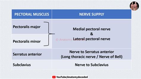 Solution 60 Upper Limb Muscles Quick Recap With Nerve Supply Anatomy