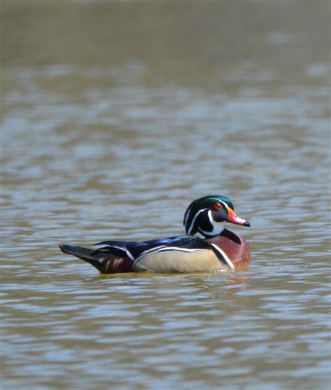 Pine ridge reservation was originally part of the great sioux reservation established by the fort laramie treaty of 1868; Wood Duck Drake | Sandy Ridge Reservation, Lorain County ...