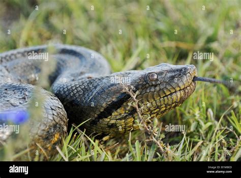 Green Anaconda On Meadow Eunectes Murinus Stock Photo Alamy