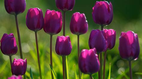2560x1440 Resolution Tulips Flowers Flowering 1440p Resolution
