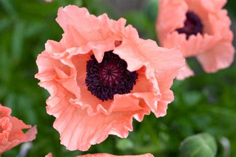 Six Poppies To Grow Bbc Gardeners World Magazine