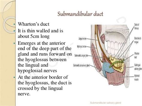 Submandibular Salivary Gland Dr Chithra