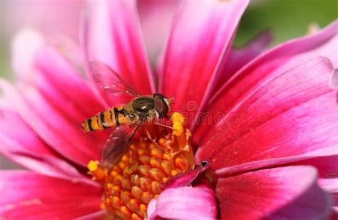 Flower Nectaring Stock Photos Free Royalty Free Stock Photos From Dreamstime