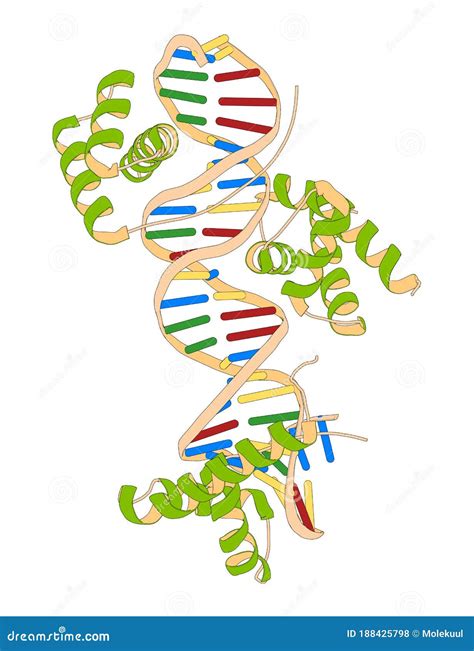 Sex Determining Region Y Sry Tdf Hmg Domain Protein Bound To Dna