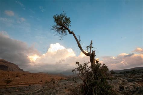 Tree On Jabal Shams Mountain Sultanate Of Oman Stock Photo Image Of