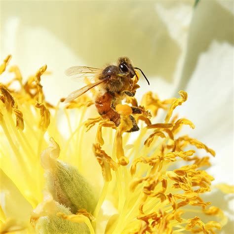 Western Honeybee 🐝 Filling Up Her Pollen Basket In A Peony Rinsectporn