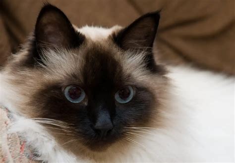 Differences Between Siamese And Balinese Cats