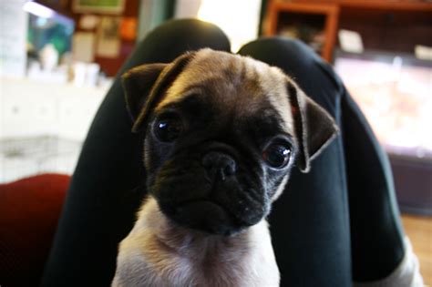 Baby Pug Says Play Wif Me What Rhymes Pug Rescue Boo Boos Baby