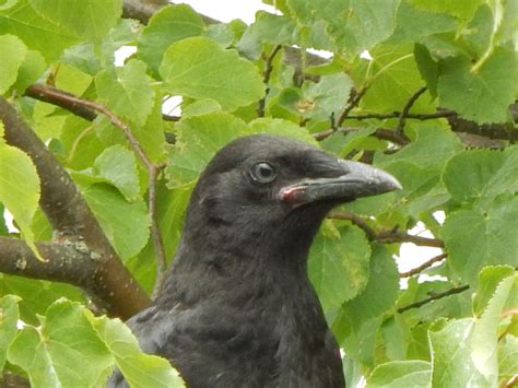 Baby Crow Stare Down Crows Of Arroyos