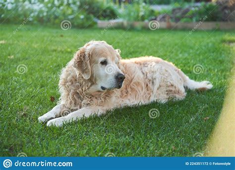 An Adult Golden Retriever Lies On The Green Grass And Looks To The
