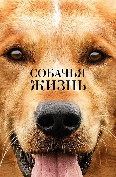 Фильм Собачья жизнь (2017): описание, содержание ...