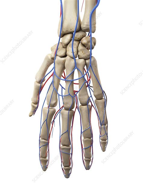 Hand Veins And Arteries Illustration Stock Image F0117166