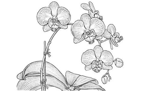 Sketsa Gambar Bunga Anggrek Kartun Cara Menggambar Bunga Anggrek
