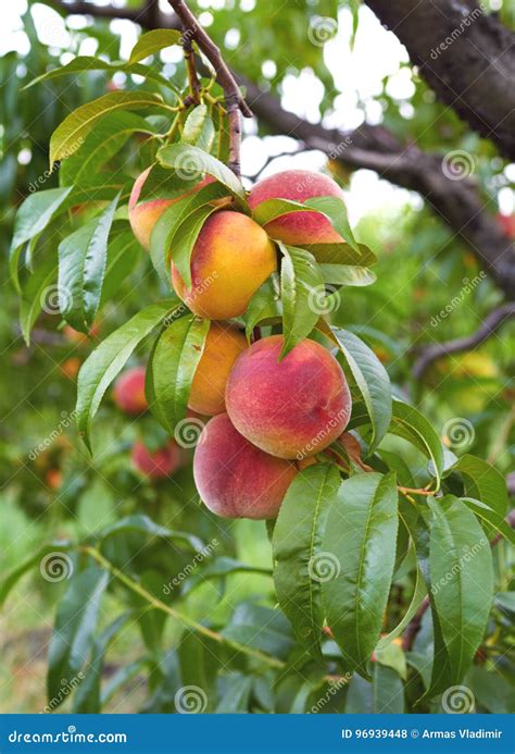 Fresh Peaches On Tree Stock Photo Image Of Gourmet Orange 96939448