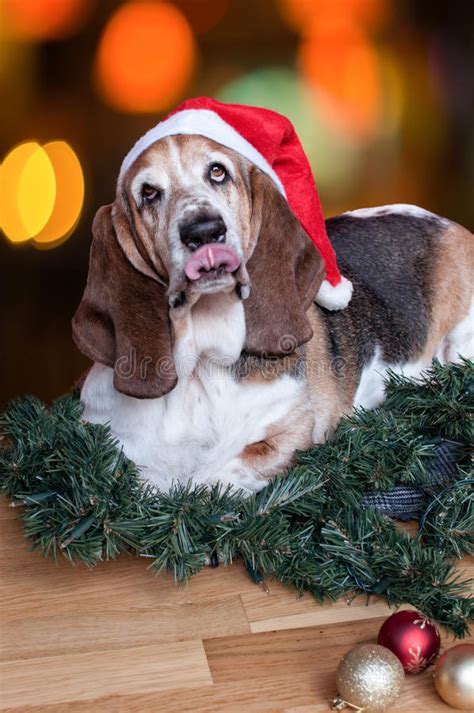 Christmas Basset Hound Wears Santa Hat With Tongue Stock Image Image