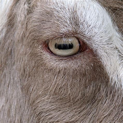 Goats Eye A Photo On Flickriver