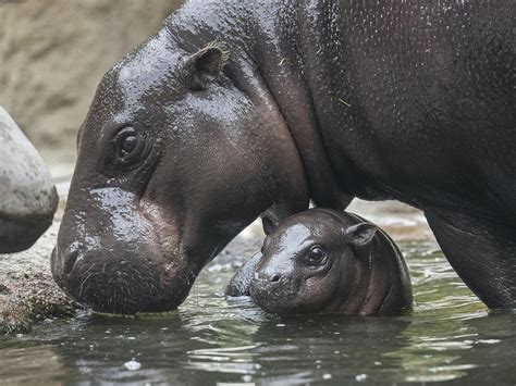 ‘adorable Baby Pygmy Hippo Prepares To Meet Public As Zoo Reopens