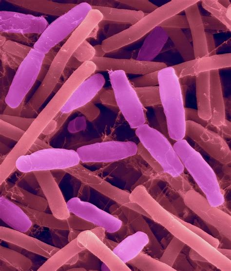 Bacillus Subtilis Photograph By Dennis Kunkel Microscopy Science Photo Library Pixels