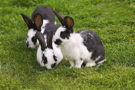 Rabbit Lifespan How Long Do Rabbits Live A Z Animals
