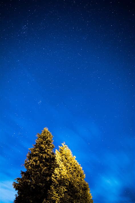 Tree Plant Nature Blue Sky Dark Night Star Space Astronomy