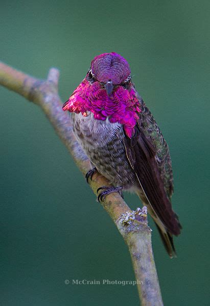 Mccrain Photography Annas Hummingbird Male