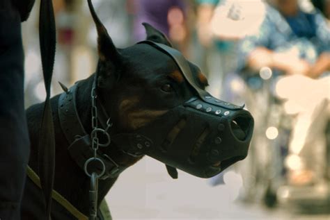 Doberman Pinscher On Tumblr