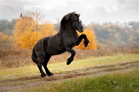 top  strongest   popular draft horse breeds ahf