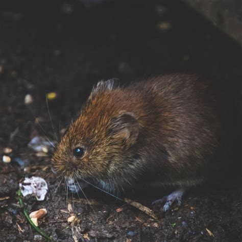 Pest control service in dyersburg, tennessee. Mice & Rat Removal Services | Sykes Pest Control