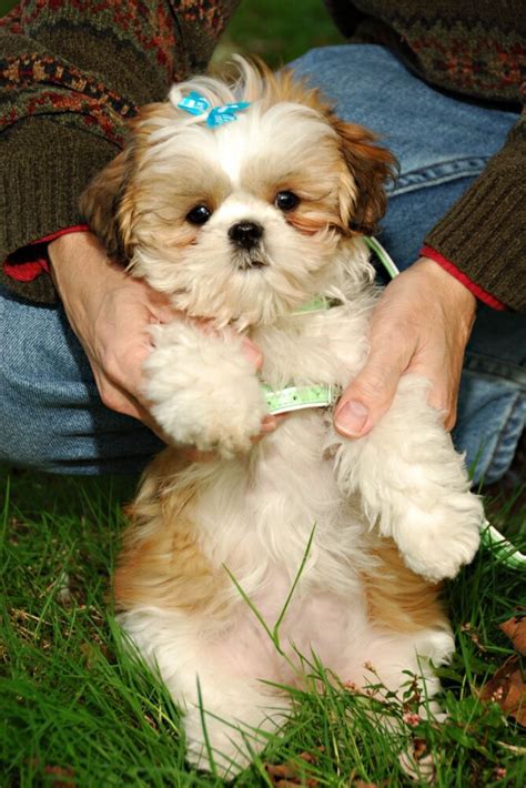 Fluffy Adorable Shih Tzu Puppies 14 Fluffy Facts About Adorable Shih