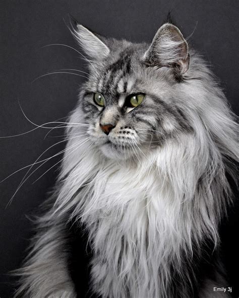 30 Best Silver Blue Mainecoon Images On Pinterest Kitty Cats Maine