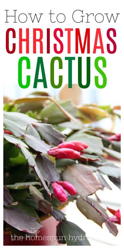 How To Care For A Christmas Cactus The Homespun Hydrangea