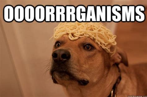 Dogs Say It Best In These Hilarious Memes 49 Pics