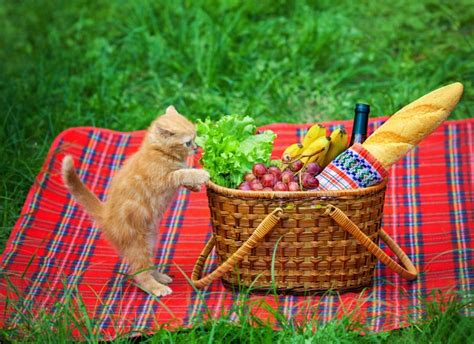 Cat On Picnic Stock Image Image Of Animal Composition 44625579