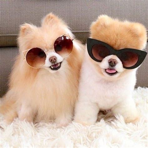 Cool Dogs Pictures Photos And Images For Facebook Tumblr Pinterest