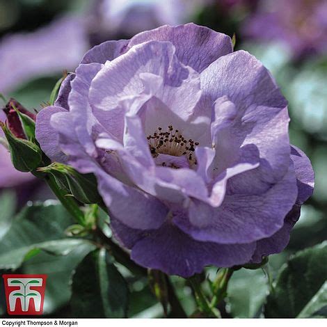 A stunning floribunda rose with an abundance of blue/lilac/mauve blooms in borne in large clusters. Rose 'Blue for You' (Floribunda Rose) | Thompson & Morgan