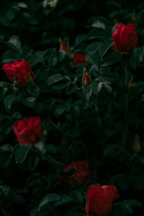 Roses Flowers Red Bush Plant Hd Phone Wallpaper Peakpx