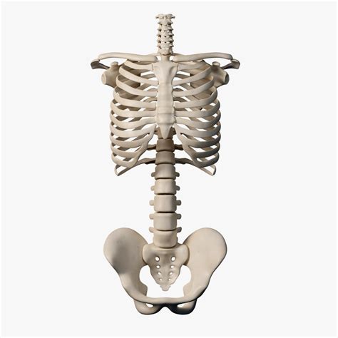 3d Human Torso Bones Turbosquid 1803466