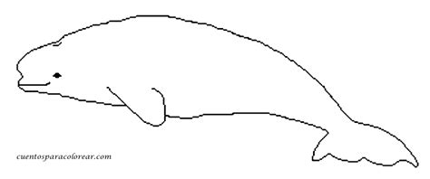 Article in splatter magazine write a comment. Beluga #1063 (Animals) - Printable coloring pages