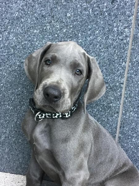 However, free great dane dogs and puppies are a rarity as rescues usually charge a small adoption fee to cover. 55+ Blue Merle Great Dane Puppies For Sale - l2sanpiero