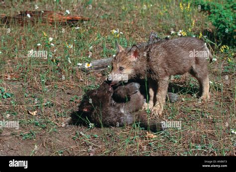 Captive Gray Wolf Puppies Wildlife Models In Montana Stock Photo Alamy