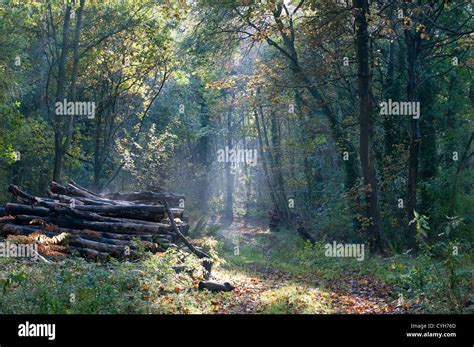 Track Through Deciduous Woodland In Hi Res Stock Photography And Images