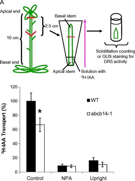 Polar Auxin Transport Decreases In Inflorescence Stems Of Abcb14 1