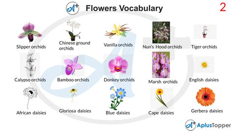 Flowers Vocabulary List Of Flower Names Vocabulary With Description